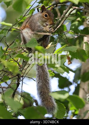 A Grey Squirrel chewing on a nut in Pittville Park Cheltenham Gloucestershire UK Stock Photo