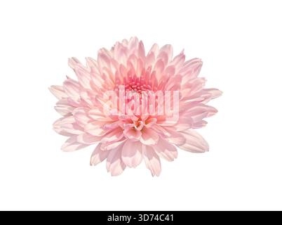 Close-up Beautiful Pink autumn flower Chrysanthemum flower head isolated on white background with clipping path. Floral design element for cards, invi Stock Photo