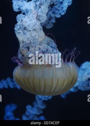 Close-up image emphasizing the translucent, textured bell of the Sea Nettle jellyfish (Chrysaora) as it drifts, highlighted by the striking blue illum Stock Photo