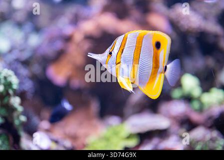 Cute exotic fish Chelmon rostratus yellow inhabitant of the sea and corals in marine fauna Stock Photo