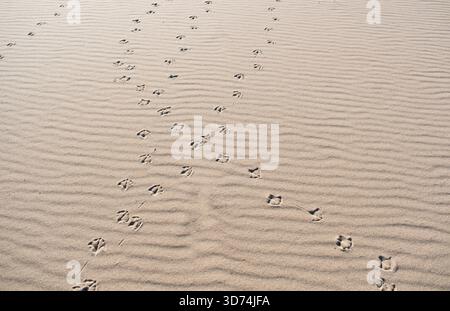 Seagull foot prints on sandy beach Stock Photo