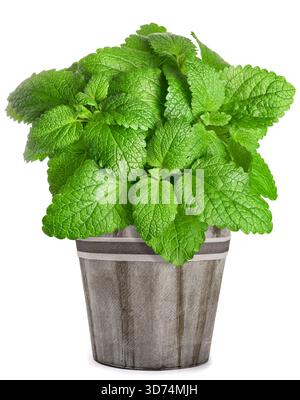 Lemon balm plant in vase  isolated on white background Stock Photo