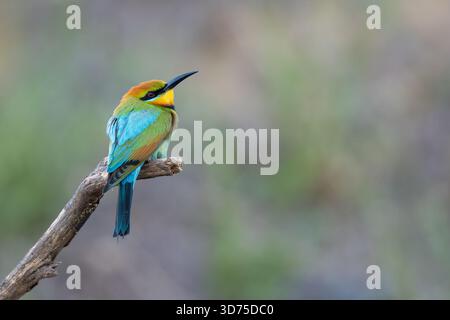 Rainbow bee-eater (Merops ornatus), Perth, Western Australia. Beautiful migratory Australian bird. Stock Photo