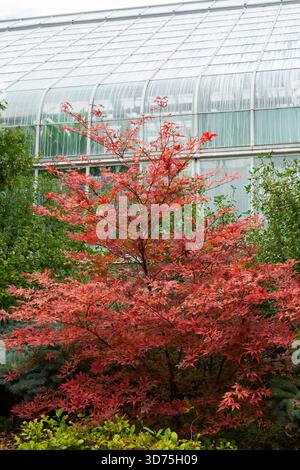 Acer palmatum - Japanese Maple tree in mixed border in late summer. Stock Photo