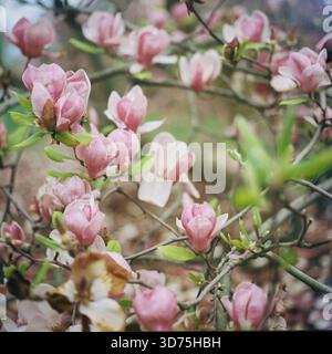 Pink magnolia trees in bloom Stock Photo