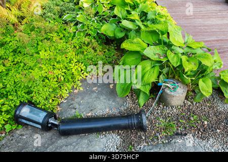 Knocked down broken black metal lamppost and round cement base with exposed electrical wires in Hosta border in late summer. Stock Photo