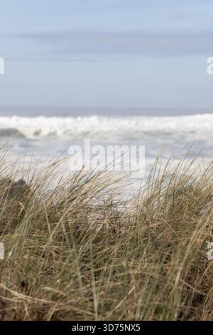 Tall, dry grass on the shore, with ocean waves in background. Stock Photo