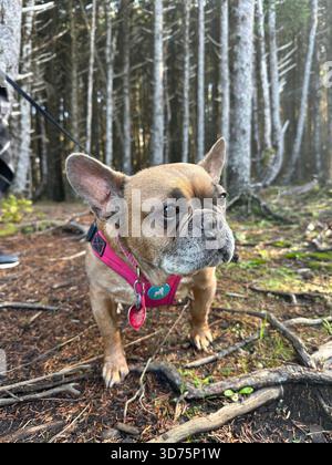A cute old French Bulldog wearing a harness and standing in a forest on a hiking trip. Stock Photo