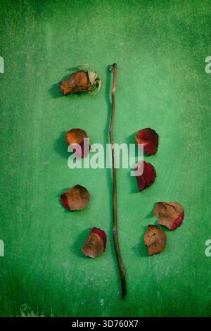 Rotting red rose Stock Photo