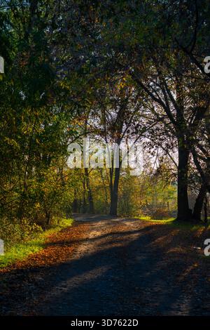 A scenic view of a dirt road winding through an autumn forest, with sunlight filtering through the canopy and casting long shadows on the path Stock Photo