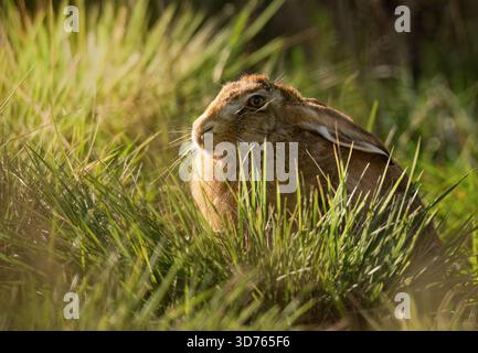 A Brown Hare (Lepus europaeus) relaxing in the autumnal sunlight, Oxfordshire Stock Photo