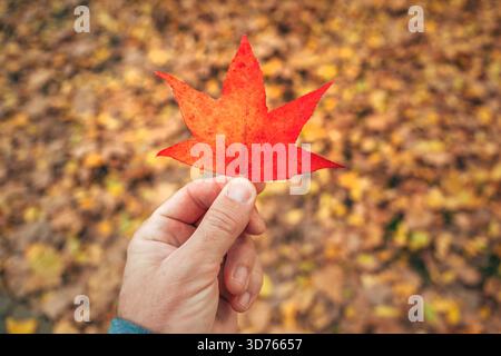 Autumn scene featuring a male hand holding a vibrant red Japanese maple leaf against a blurred park background. Selective focus. Stock Photo