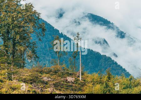 Storm-devastated woodland on a hillside with broken trees and damaged forest landscape. Selective focus. Stock Photo