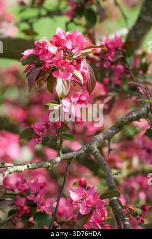 Malus Scarlett, crab apple Scarlett, rich pink flowers in early spring Stock Photo