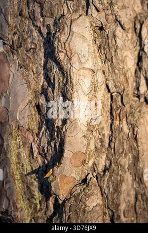 Vertical close up of thick rough pine tree bark showing deep cracks and layered texture illuminated by warm evening sunlight Stock Photo