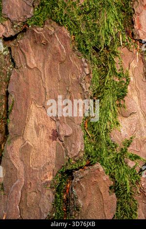 Close up full frame vertical view of thick rough brown tree bark contrasting sharply with a patch of vibrant green moss growing in a crevice on the tr Stock Photo