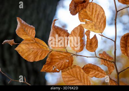 Close up of withered golden brown beech leaves on a tree branch against a blurred background of a tree trunk and sky in autumn Stock Photo