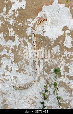 Close-up of a corroded, curved metal fixture or pipe attached to a heavily damaged wall where white plaster is flaking away, creating a high-contrast Stock Photo