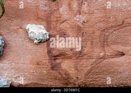 Close-up texture of a rough, weathered reddish-brown sandstone surface with sediment stains, horizontal lines, and small attached fragments of white r Stock Photo