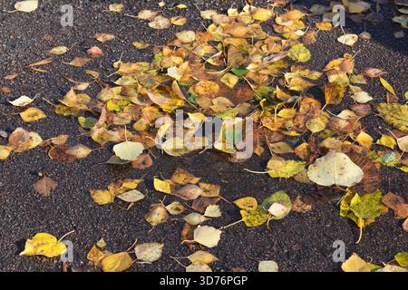 Fallen autumn leaves scattered on wet asphalt after rain. Stock Photo
