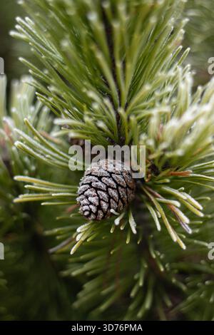 pine cone and needles covered with frost in Sicily, Etna National Park ...