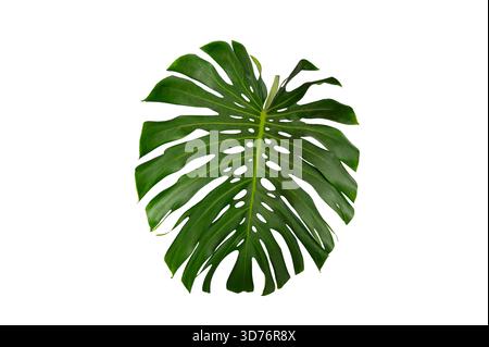 Tropical Monstera Leaf Isolated on White Transparent Background for Design and Decoration. Monstera leaf  isolated tropical foliage Stock Photo