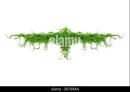 vine frame leaf vine isolates on a white background Stock Photo