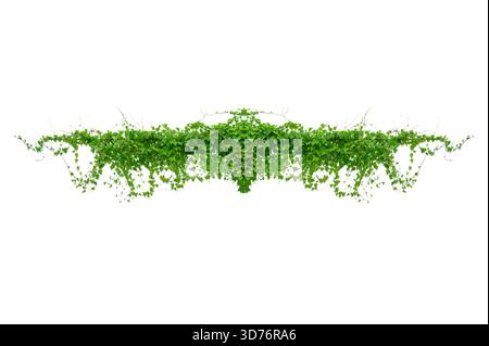vine frame leaf vine isolates on a white background Stock Photo