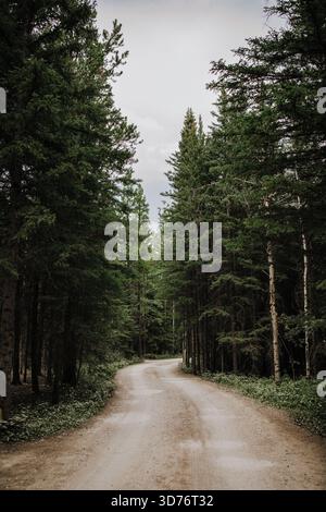 Curving Dirt Road Through Quiet Forest Stock Photo