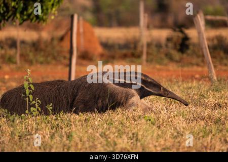 Giant anteater in the Pantanal of Miranda, Mato Grosso do Sul Stock Photo
