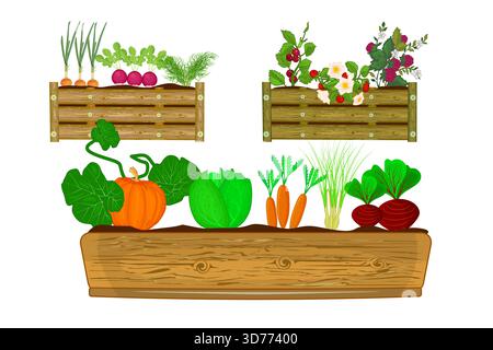 Vegetables and berries in raised bed. Raised bed and garden plants.Gardening or farming.Agricultural production, healthy eating, seasonal foods.Vector Stock Vector