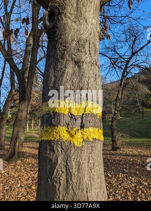 Tree with yellow line painted on trunk Stock Photo