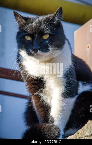 Black and white tuxedo cat close-up portrait with piercing yellow eyes Stock Photo