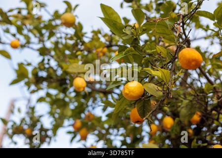 Ripe lemons hanging from a citrus tree branch on a sunny day Stock Photo