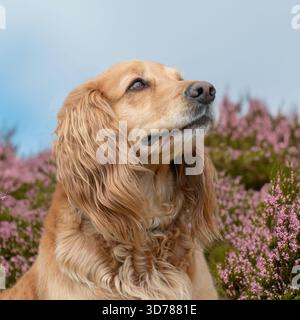 english cocker spaniel in heather Stock Photo