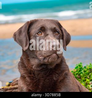 labrador retriever, chocolate Stock Photo