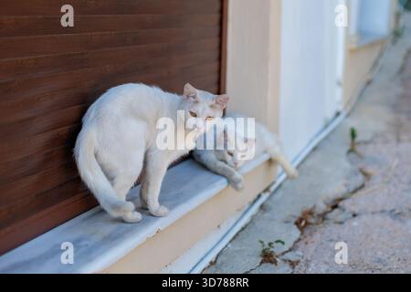 Two white cats relaxing on a step in greece Stock Photo