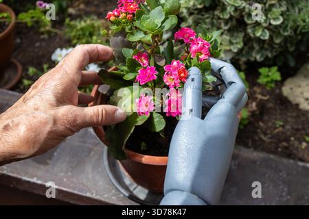 Robot arm assisting a human hand in caring for flowering plants in a garden setting Stock Photo