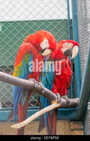 Two brightly colored scarlet macaws perch on a branch inside their enclosure. Stock Photo