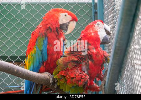 Two brightly colored scarlet macaws perch on a branch inside their enclosure. Stock Photo