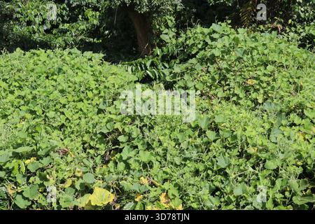 Largely spread vines of winter melon also known as bottle gourd or calabash on natural light at outdoors Stock Photo