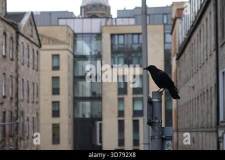A crow perches on a metal pole against the backdrop of Edinburgh’s mixed modern and historic architecture.Edinburgh,Scotland Stock Photo