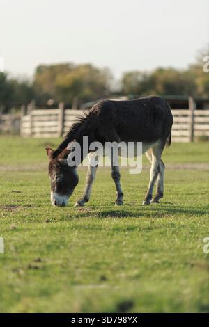 A vertical of a donkey grazing in green grass surrounded by fence Stock ...