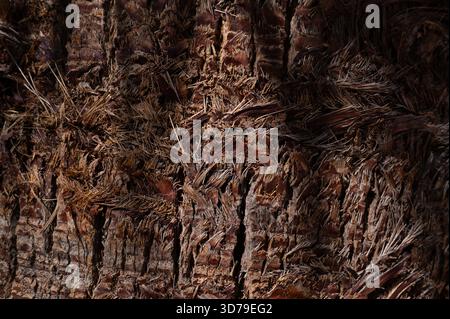 Palm tree bark and wood texture background. Stock Photo