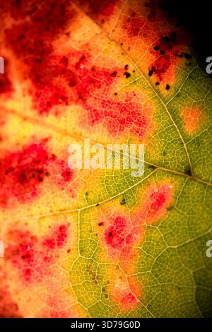 Close up of fallen dead decaying leaf with veins and cracks for background deep reds and browns Stock Photo