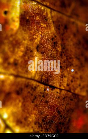 Close up of fallen dead decaying leaf with veins and cracks for background deep reds and browns Stock Photo