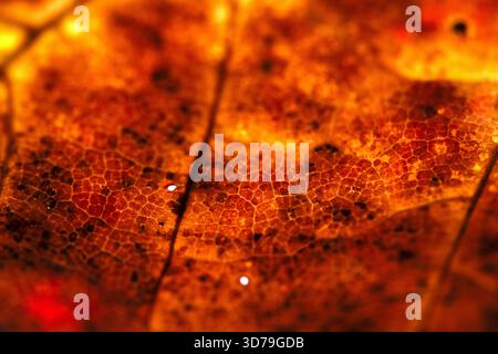 Close up of fallen dead decaying leaf with veins and cracks for background deep reds and browns Stock Photo