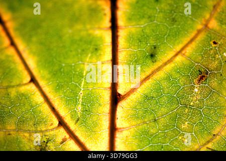 Close up of fallen dead decaying leaf with veins and cracks for background deep reds and browns Stock Photo