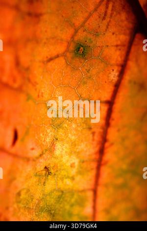 Close up of fallen dead decaying leaf with veins and cracks for background deep reds and browns Stock Photo