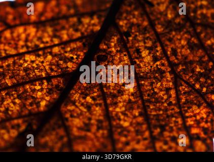 Close up of fallen dead decaying leaf with veins and cracks for background deep reds and browns Stock Photo